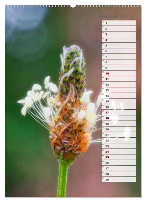 Wild flowers dream (CALVENDO wall calendar 2024) 