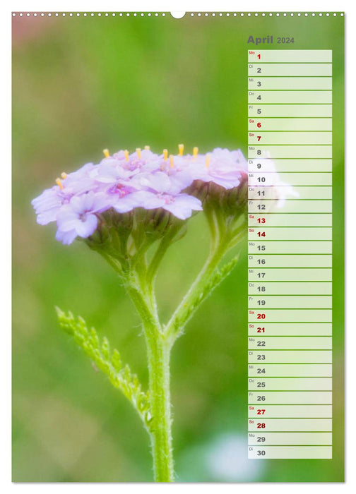 Wild flowers dream (CALVENDO wall calendar 2024) 