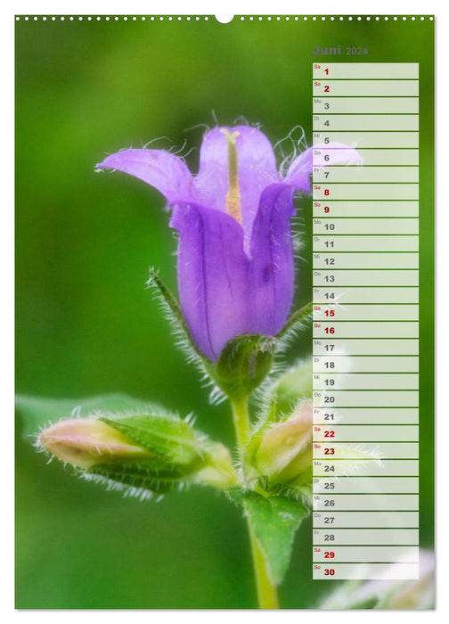 Wild flowers dream (CALVENDO wall calendar 2024) 