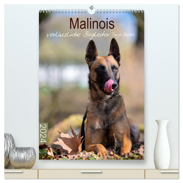 Malinois verlässliche Begleiter (CALVENDO Premium Wandkalender 2024)