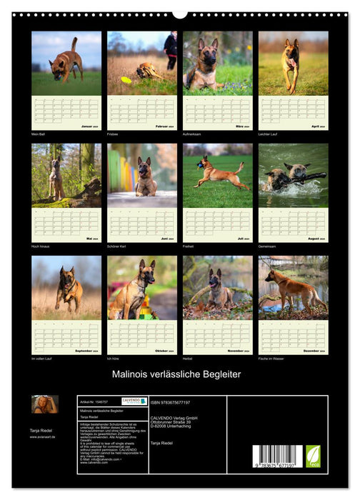 Malinois reliable companions (CALVENDO Premium Wall Calendar 2024) 