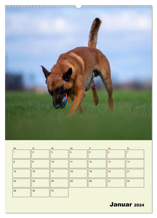 Malinois reliable companions (CALVENDO Premium Wall Calendar 2024) 