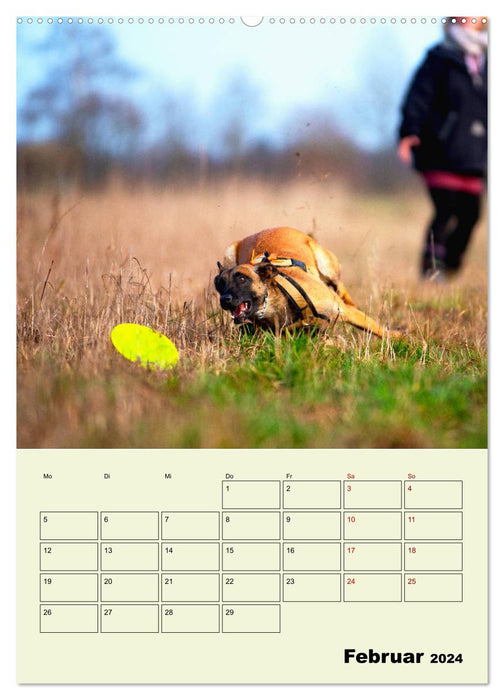 Malinois reliable companions (CALVENDO Premium Wall Calendar 2024) 