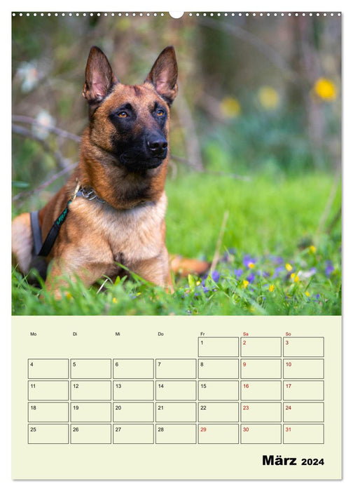 Malinois reliable companions (CALVENDO Premium Wall Calendar 2024) 