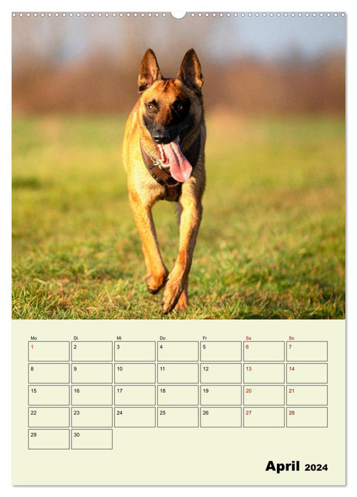 Malinois reliable companions (CALVENDO Premium Wall Calendar 2024) 