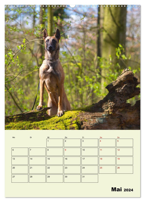 Malinois reliable companions (CALVENDO Premium Wall Calendar 2024) 