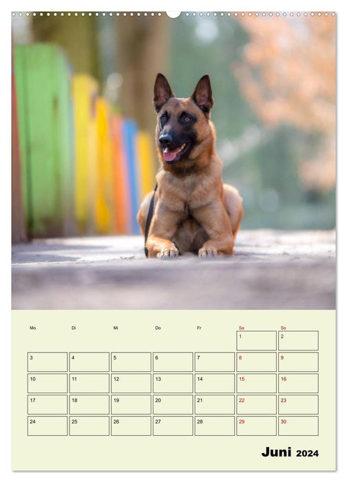 Malinois reliable companions (CALVENDO Premium Wall Calendar 2024) 