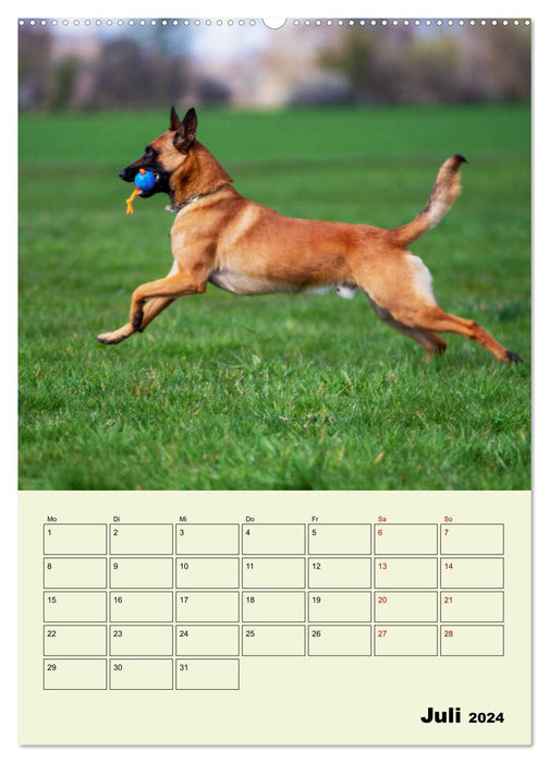 Malinois reliable companions (CALVENDO Premium Wall Calendar 2024) 