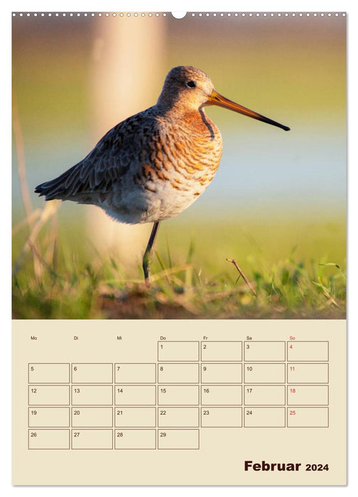 Limosa Limosa the Black-tailed Godwit (CALVENDO Premium Wall Calendar 2024) 