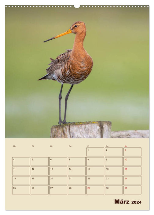 Limosa Limosa the Black-tailed Godwit (CALVENDO Premium Wall Calendar 2024) 