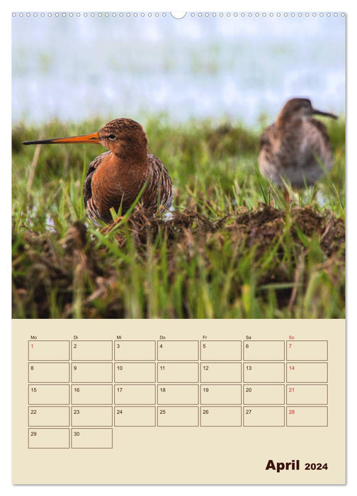 Limosa Limosa the Black-tailed Godwit (CALVENDO Premium Wall Calendar 2024) 