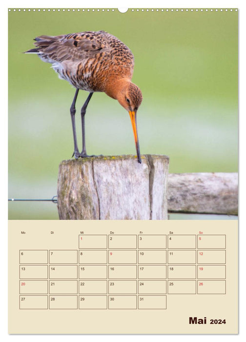 Limosa Limosa the Black-tailed Godwit (CALVENDO Premium Wall Calendar 2024) 