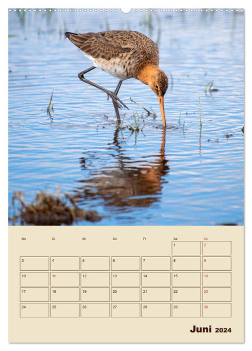 Limosa Limosa the Black-tailed Godwit (CALVENDO Premium Wall Calendar 2024) 