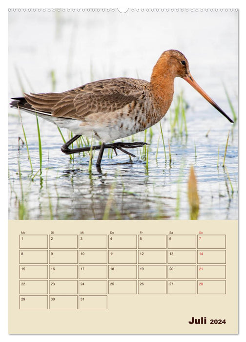 Limosa Limosa the Black-tailed Godwit (CALVENDO Premium Wall Calendar 2024) 