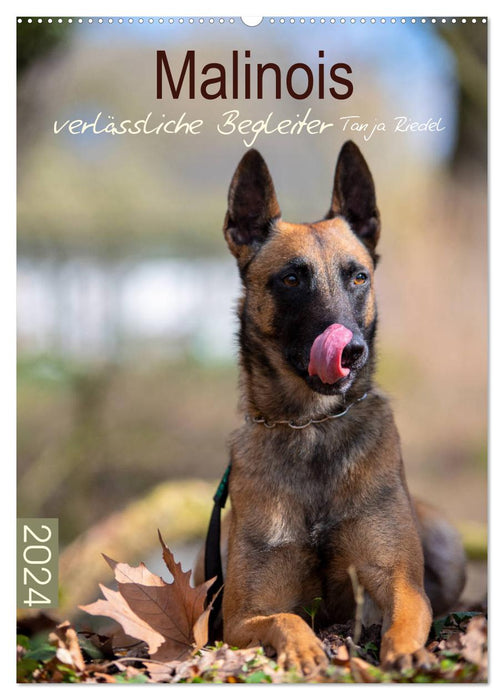 Malinois reliable companions (CALVENDO wall calendar 2024) 