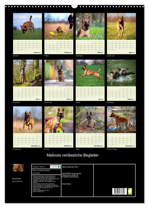 Malinois reliable companions (CALVENDO wall calendar 2024) 