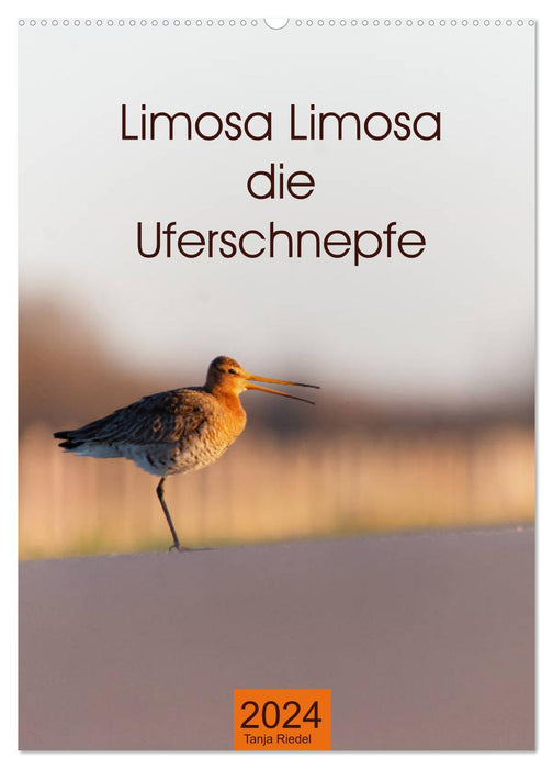 Limosa Limosa the black-tailed godwit (CALVENDO wall calendar 2024) 