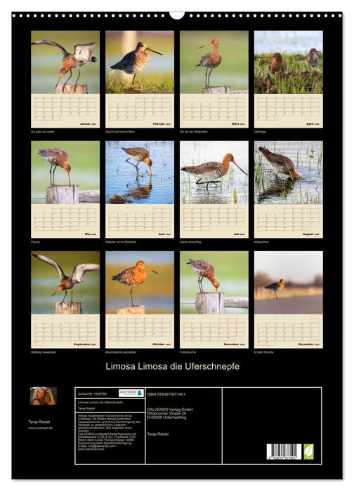 Limosa Limosa die Uferschnepfe (CALVENDO Wandkalender 2024)