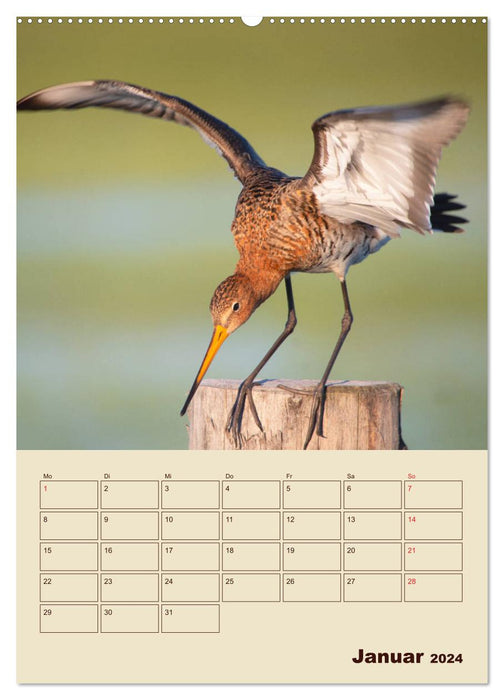 Limosa Limosa the black-tailed godwit (CALVENDO wall calendar 2024) 