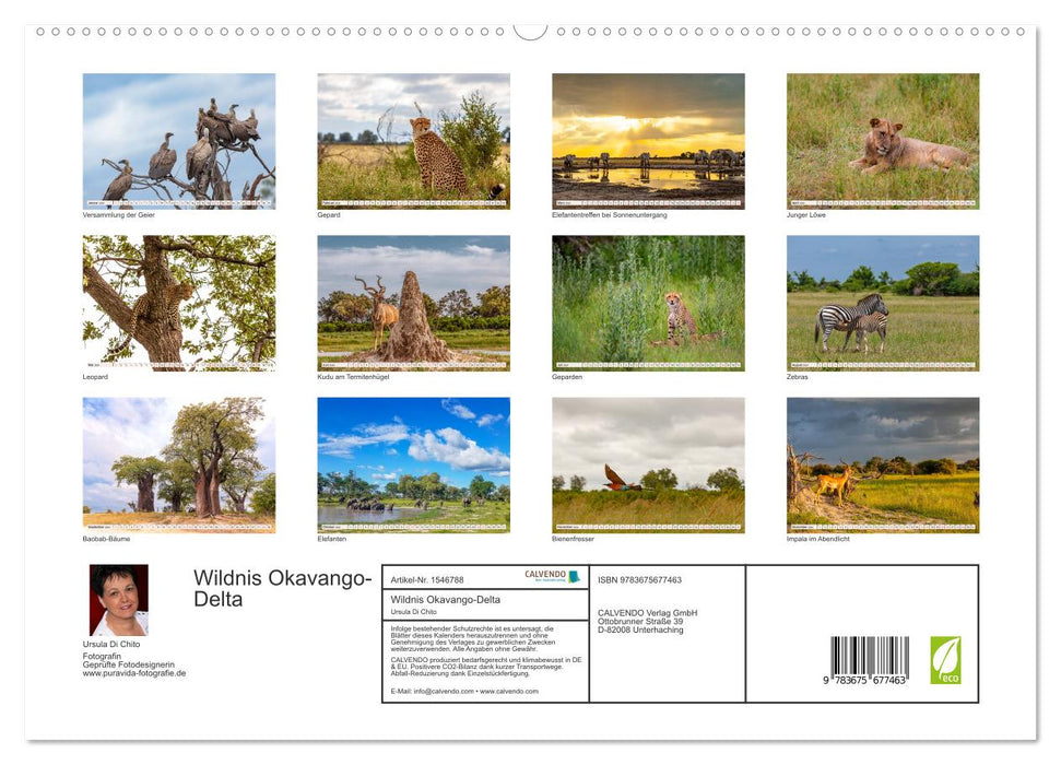Wildnis Okavango-Delta (CALVENDO Premium Wandkalender 2024)