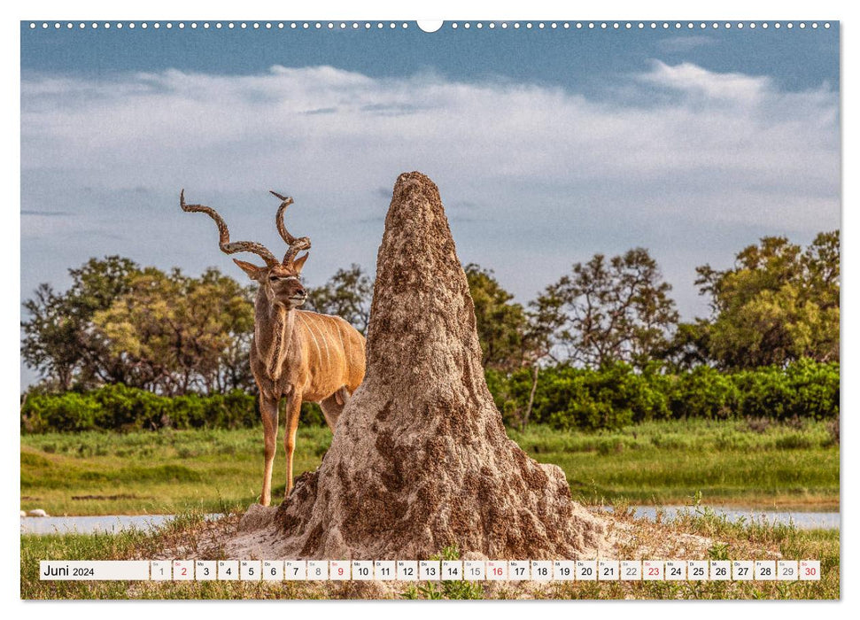 Wildnis Okavango-Delta (CALVENDO Premium Wandkalender 2024)