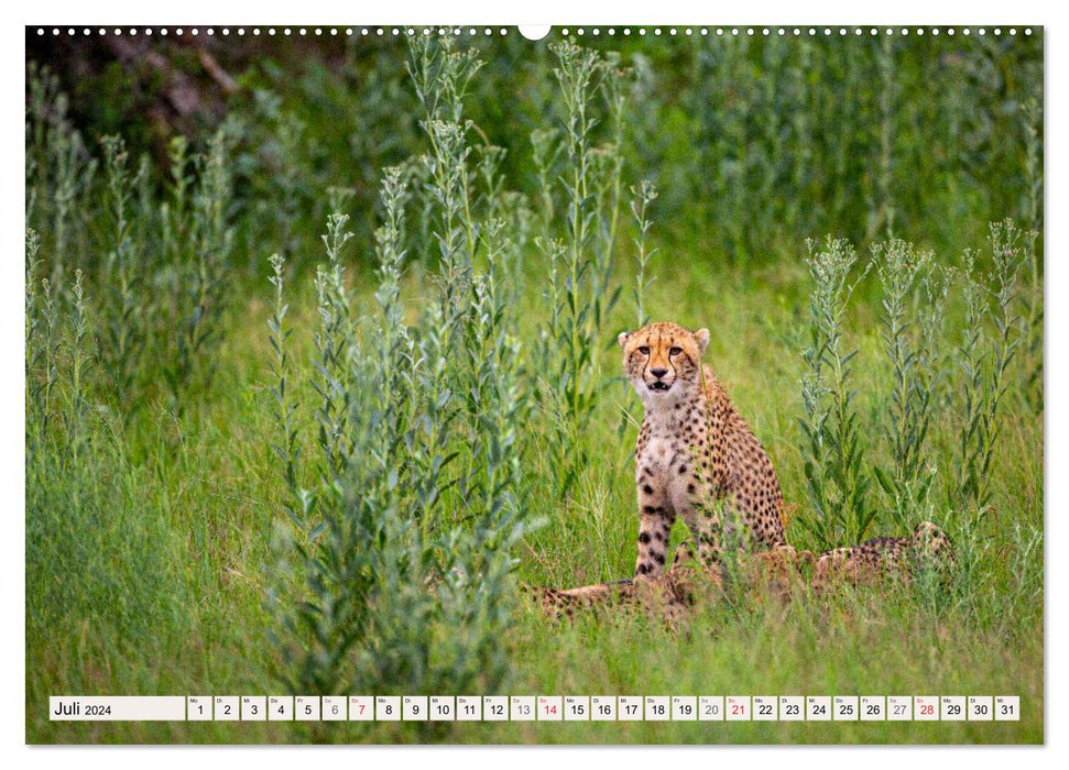 Wilderness Okavango Delta (CALVENDO Premium Wall Calendar 2024) 