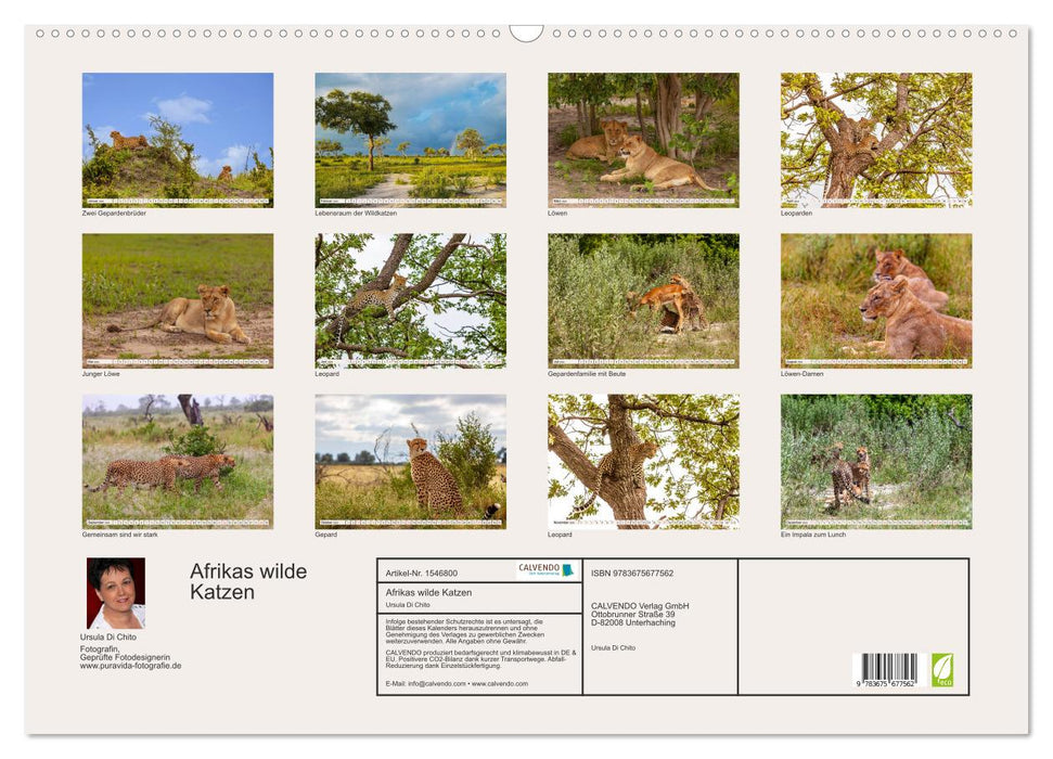 Afrikas wilde Katzen (CALVENDO Wandkalender 2024)