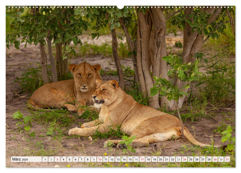 Afrikas wilde Katzen (CALVENDO Wandkalender 2024)