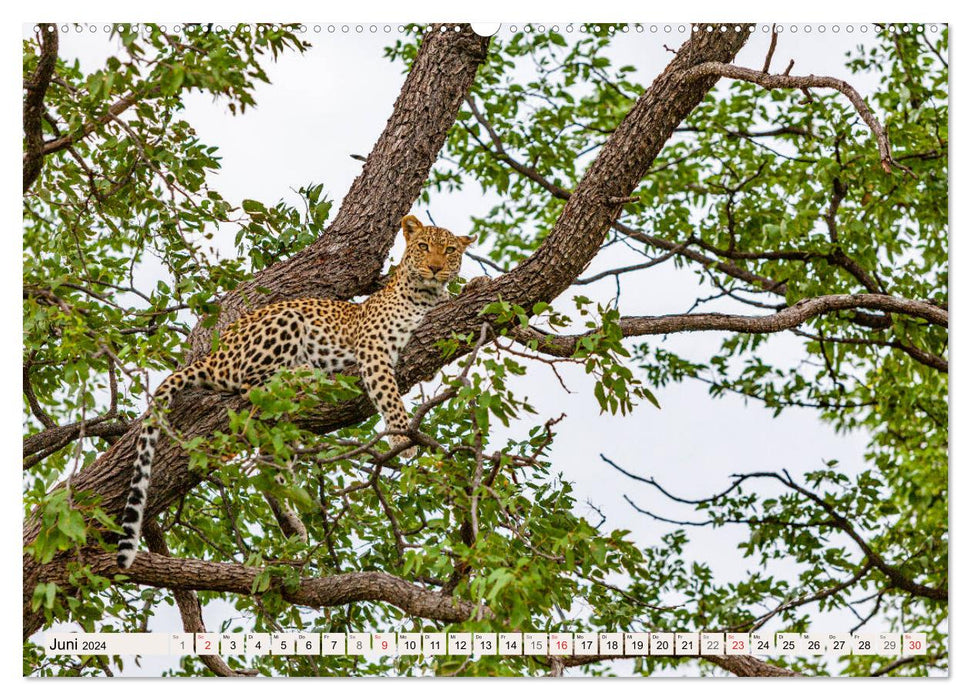 Afrikas wilde Katzen (CALVENDO Wandkalender 2024)