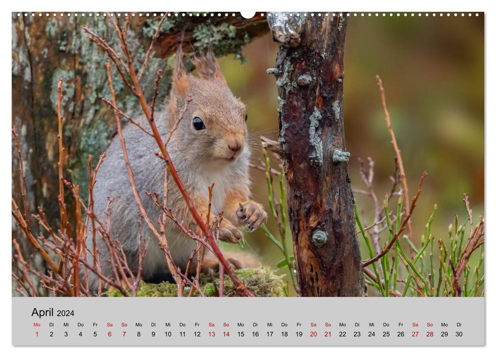 Cute rodents (CALVENDO Premium Wall Calendar 2024)