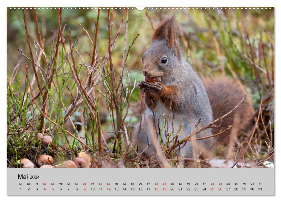 Cute rodents (CALVENDO Premium Wall Calendar 2024)