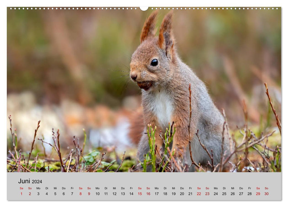 Cute rodents (CALVENDO Premium Wall Calendar 2024)