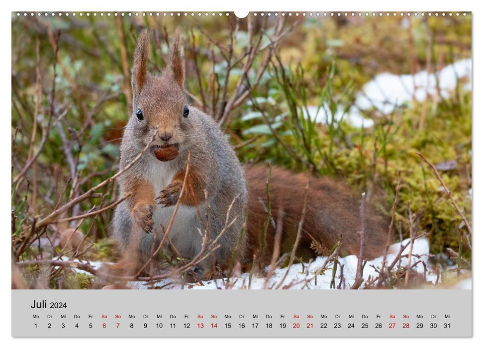 Cute rodents (CALVENDO Premium Wall Calendar 2024)