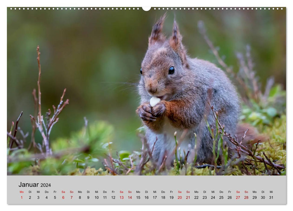 Cute rodents (CALVENDO wall calendar 2024) 