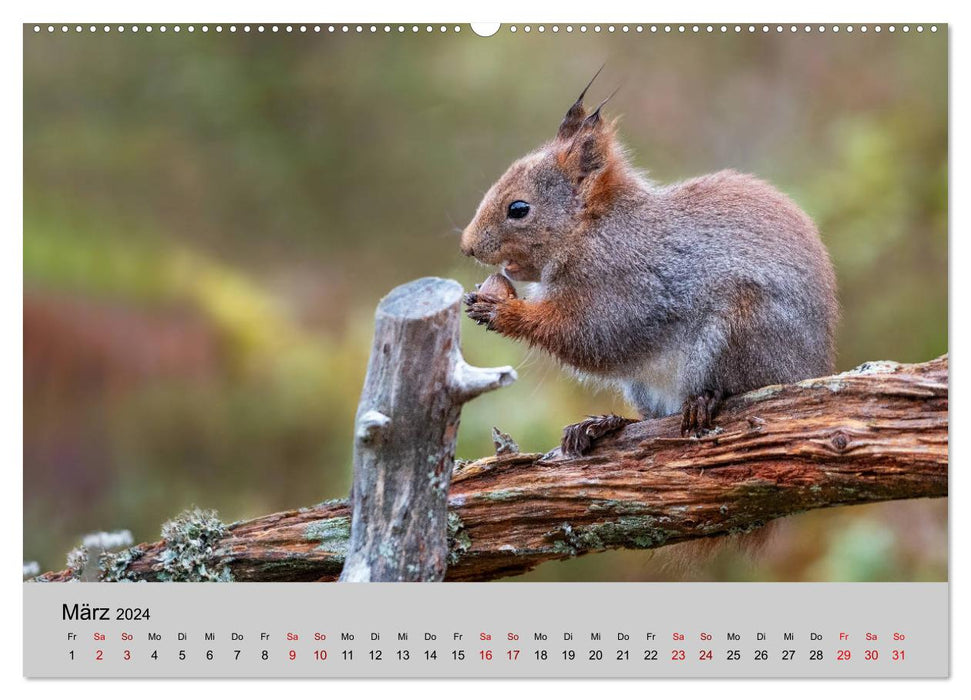 Cute rodents (CALVENDO wall calendar 2024) 