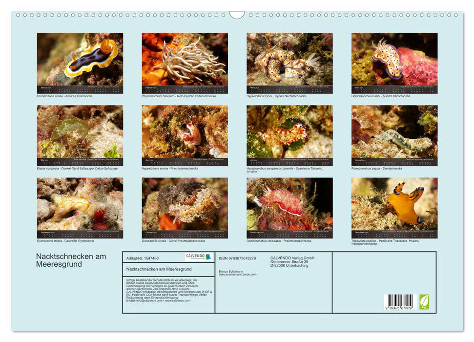 Nudibranchs on the seabed (CALVENDO wall calendar 2024) 