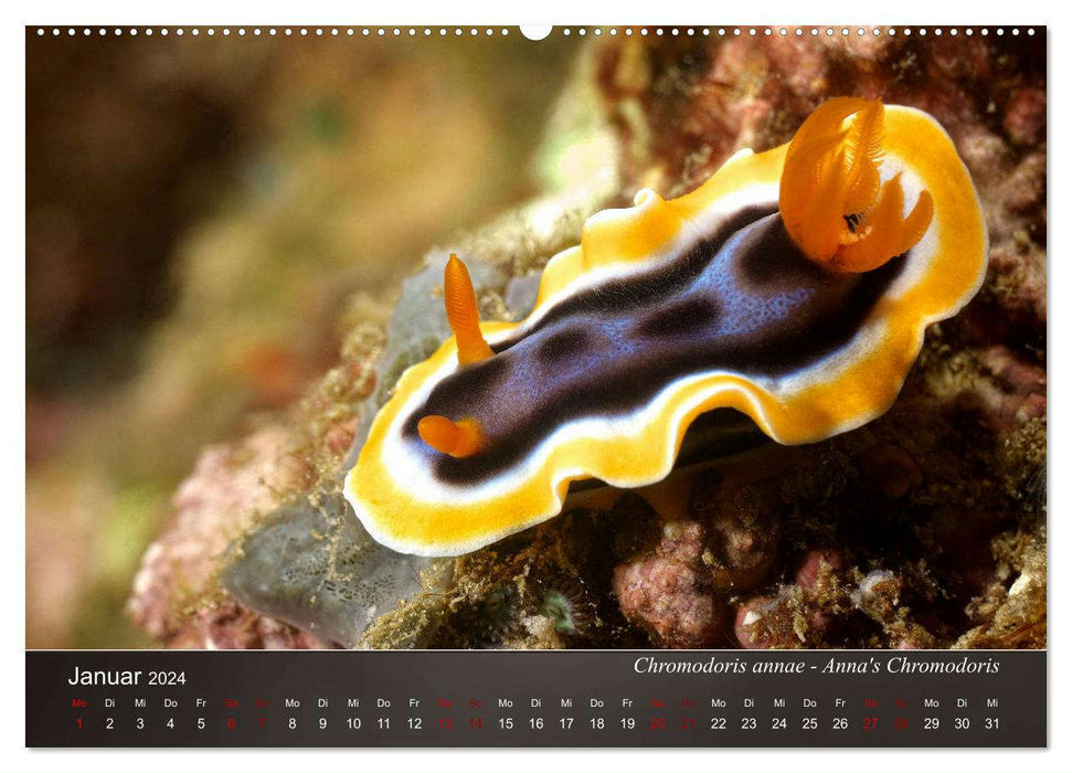 Nudibranchs on the seabed (CALVENDO wall calendar 2024) 