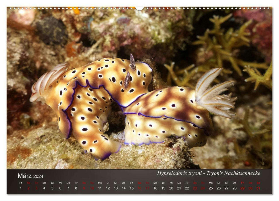 Nudibranchs on the seabed (CALVENDO wall calendar 2024) 