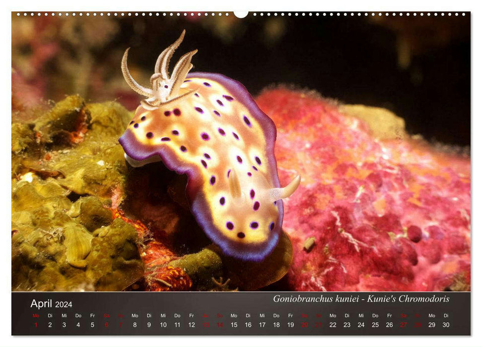 Nudibranchs on the seabed (CALVENDO wall calendar 2024) 