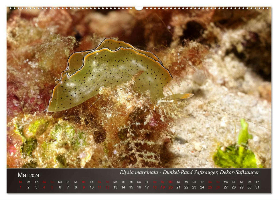 Nudibranchs on the seabed (CALVENDO wall calendar 2024) 