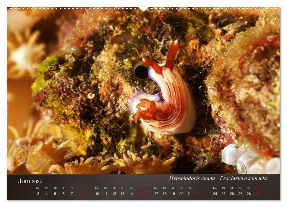 Nudibranchs on the seabed (CALVENDO wall calendar 2024) 