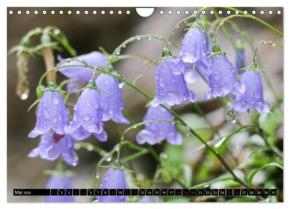 Summer in Kleinwalsertal (CALVENDO wall calendar 2024) 