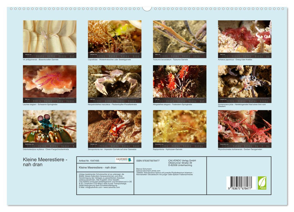 Small sea creatures - close up (CALVENDO Premium Wall Calendar 2024) 