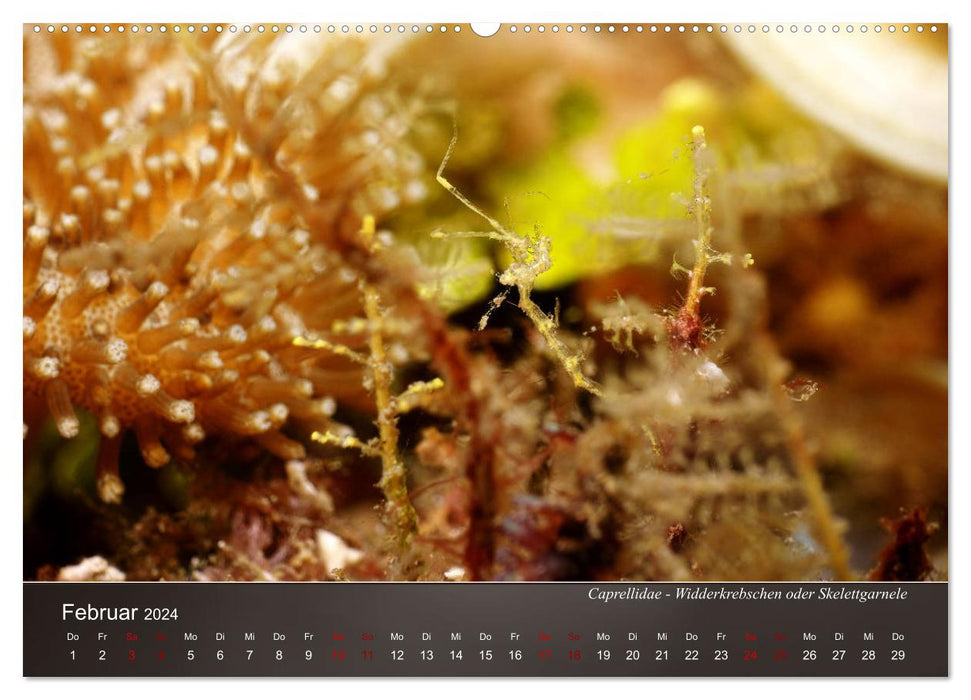 Small sea creatures - close up (CALVENDO Premium Wall Calendar 2024) 