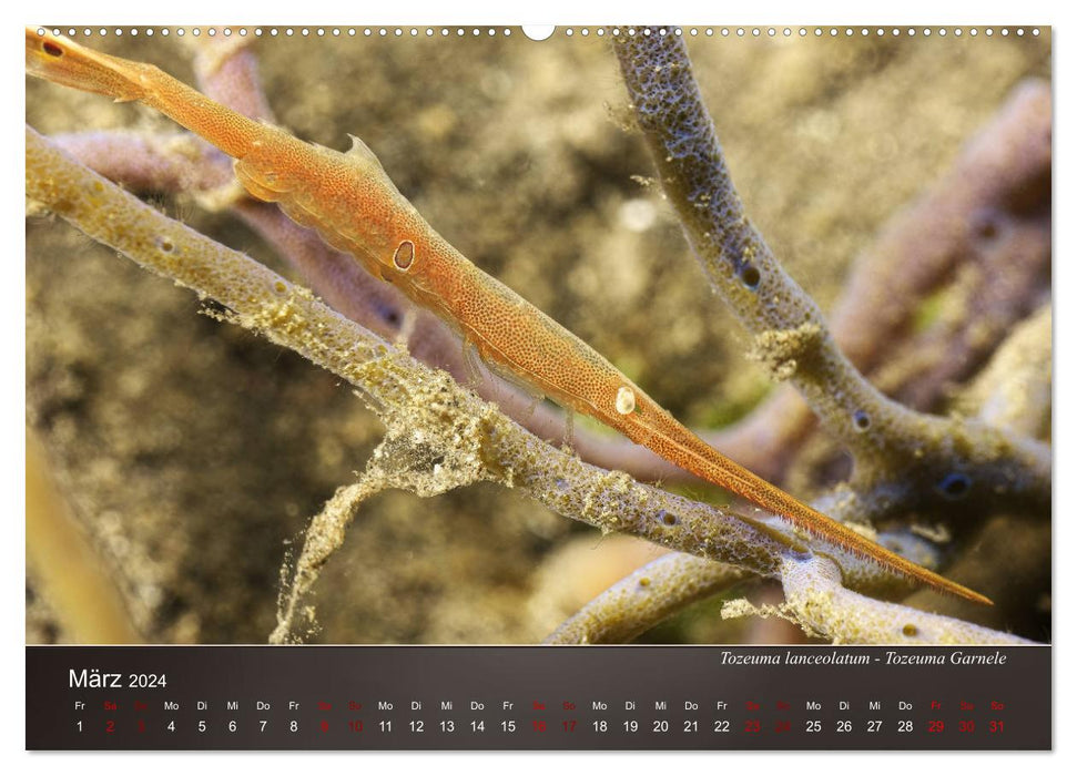 Small sea creatures - close up (CALVENDO Premium Wall Calendar 2024) 