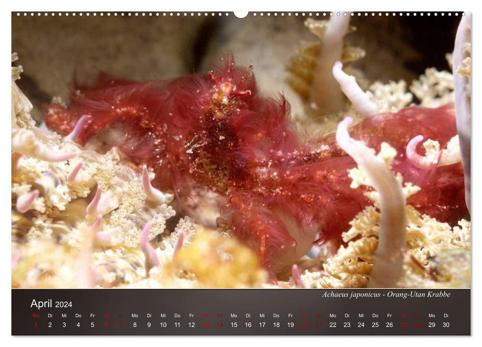 Small sea creatures - close up (CALVENDO Premium Wall Calendar 2024) 