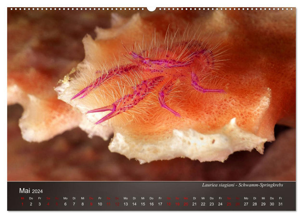 Small sea creatures - close up (CALVENDO Premium Wall Calendar 2024) 