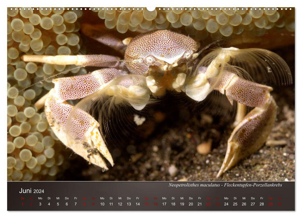 Small sea creatures - close up (CALVENDO Premium Wall Calendar 2024) 