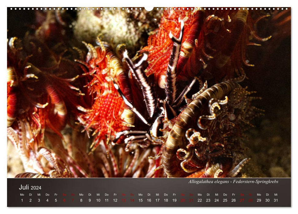 Small sea creatures - close up (CALVENDO Premium Wall Calendar 2024) 