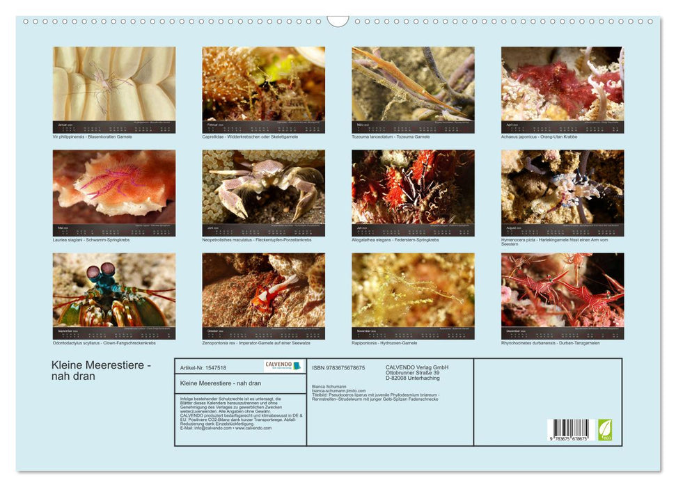 Small sea creatures - close up (CALVENDO wall calendar 2024) 